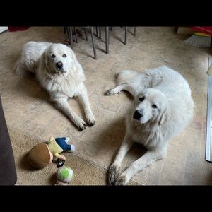 Meet your Posher, Leah